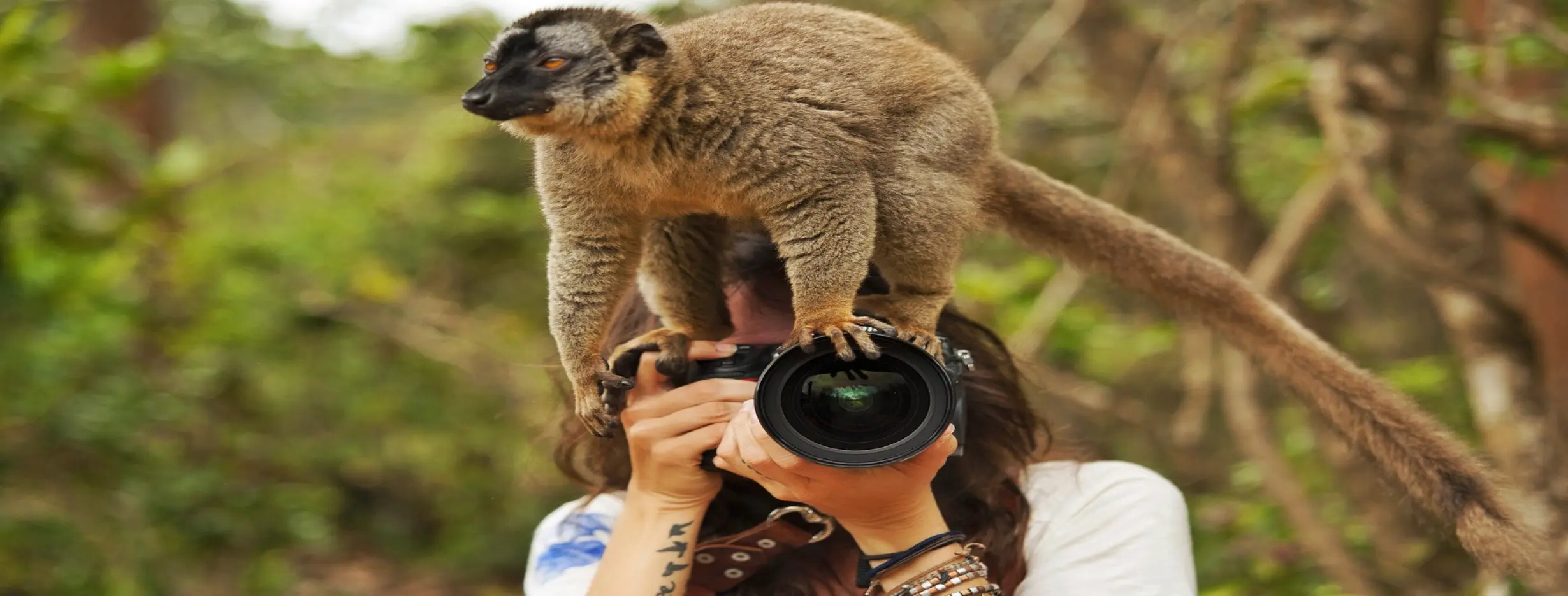 Image for Wildlife Photography